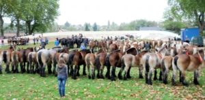  FOIRE  AUX  CHEVAUX   Le Veurdre  Le guide des hotels 