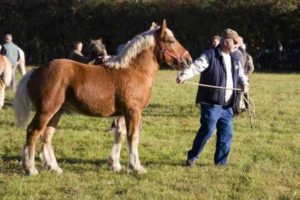  FOIRE  AUX  CHEVAUX   Le Veurdre  Le guide des hotels 